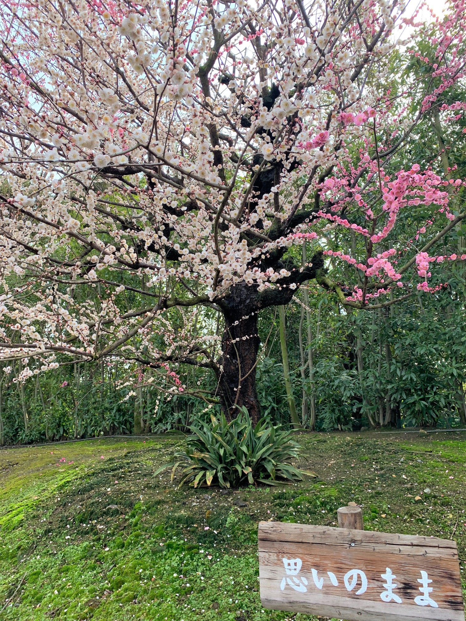 鈴鹿の森庭園