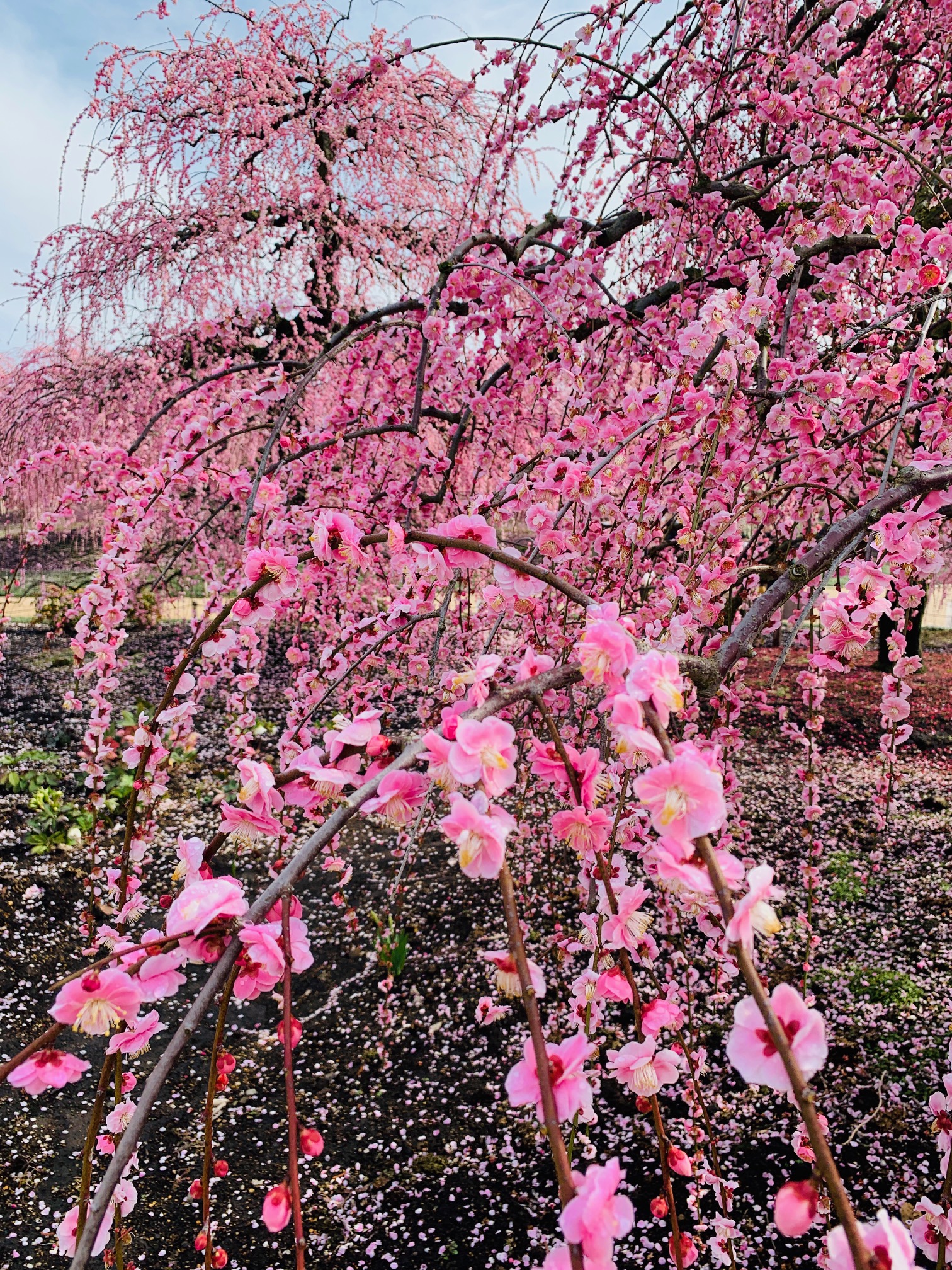 鈴鹿の森庭園