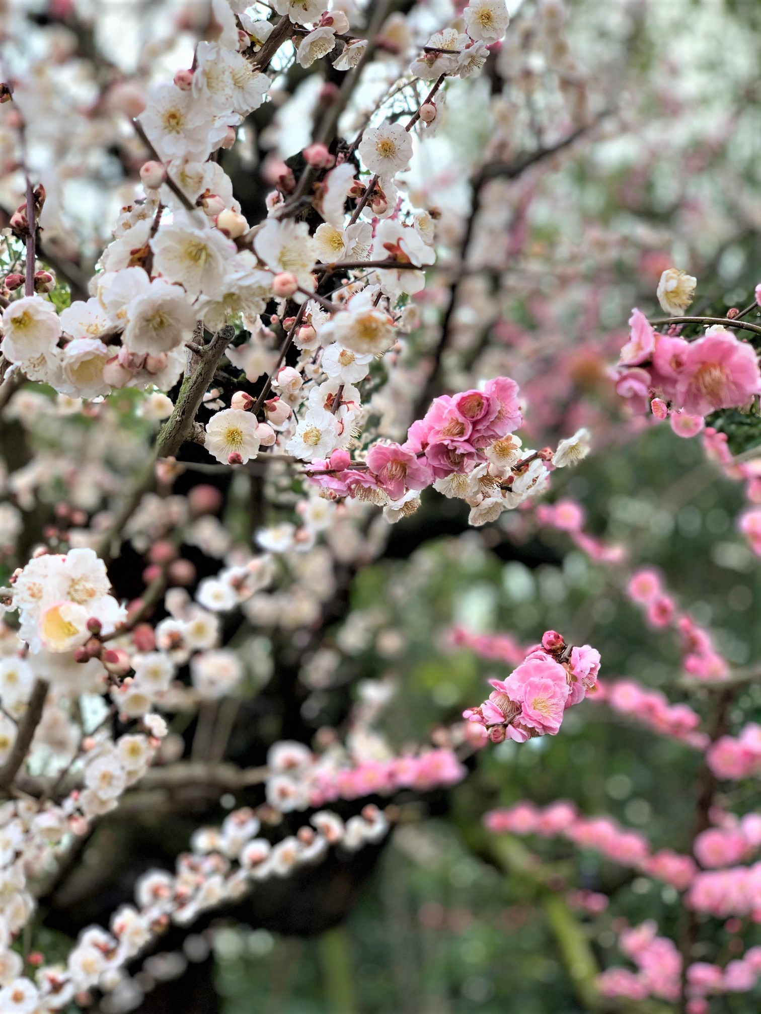 鈴鹿の森庭園