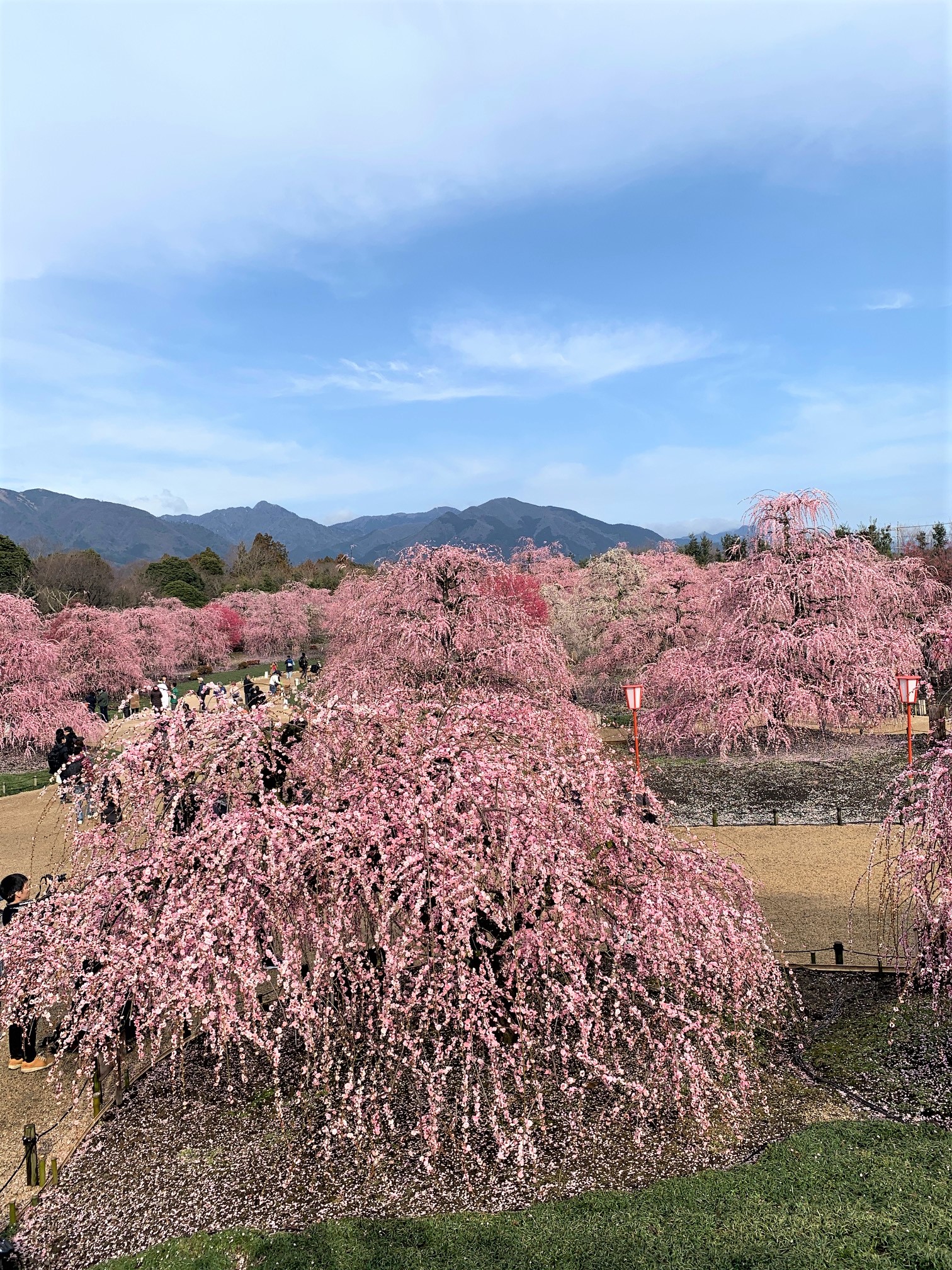 鈴鹿の森庭園