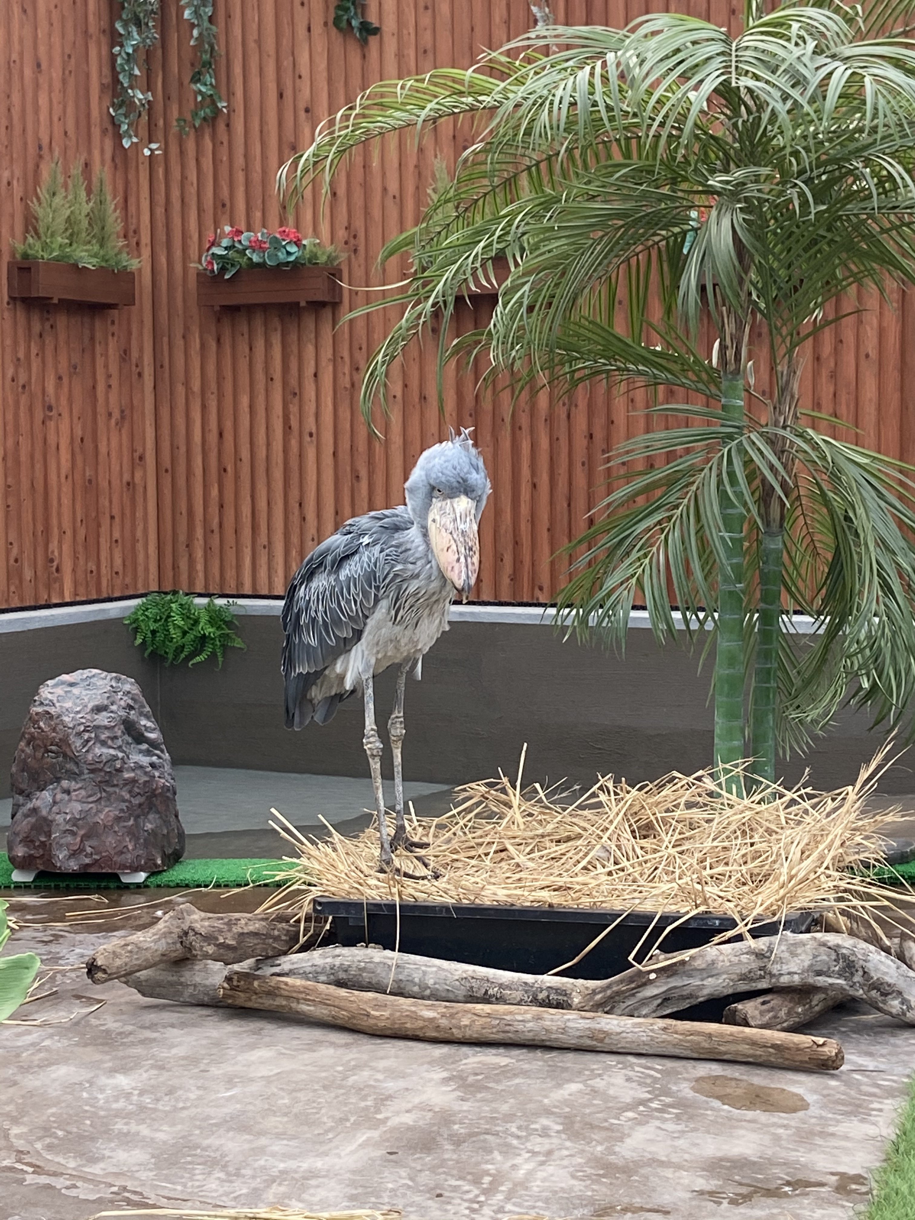 ハシビロコウのふたばちゃん