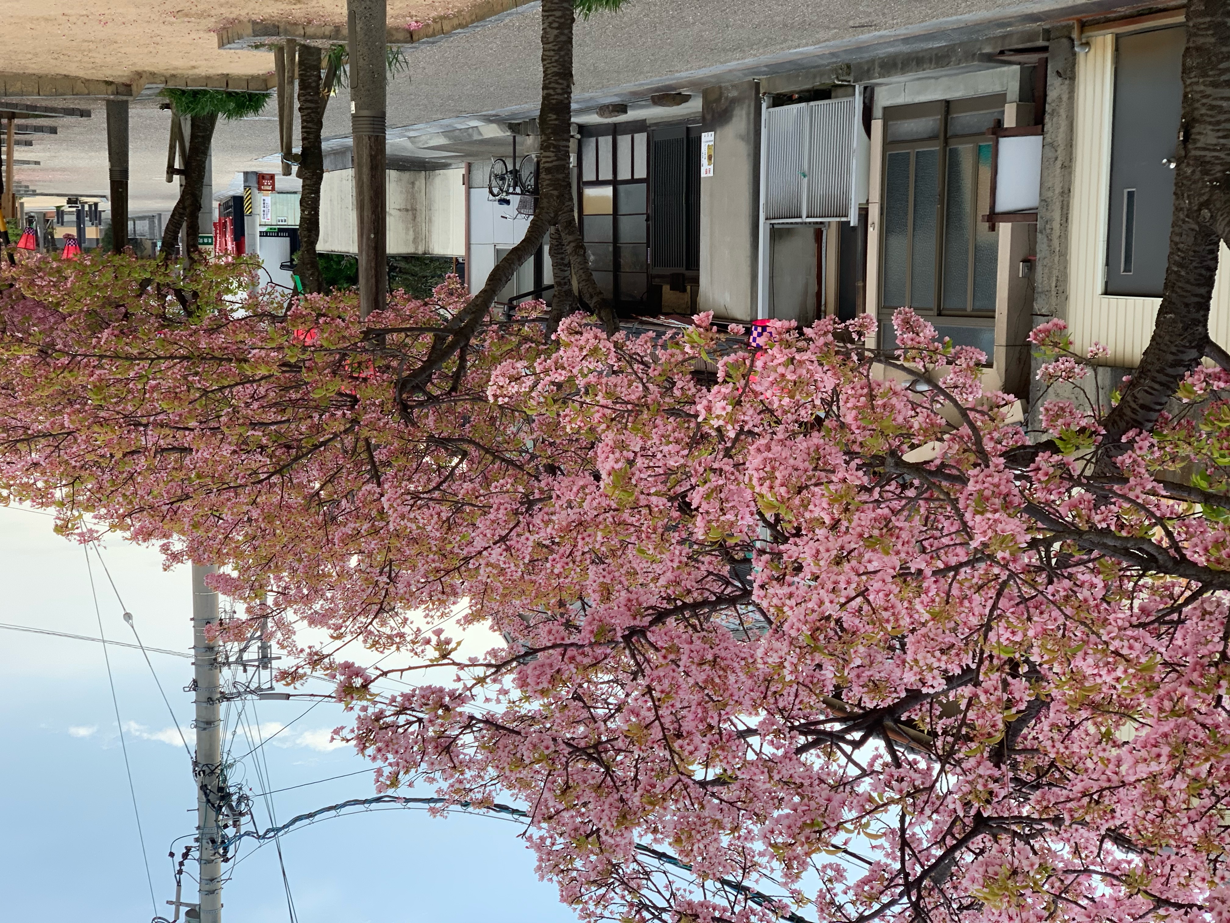 河津桜