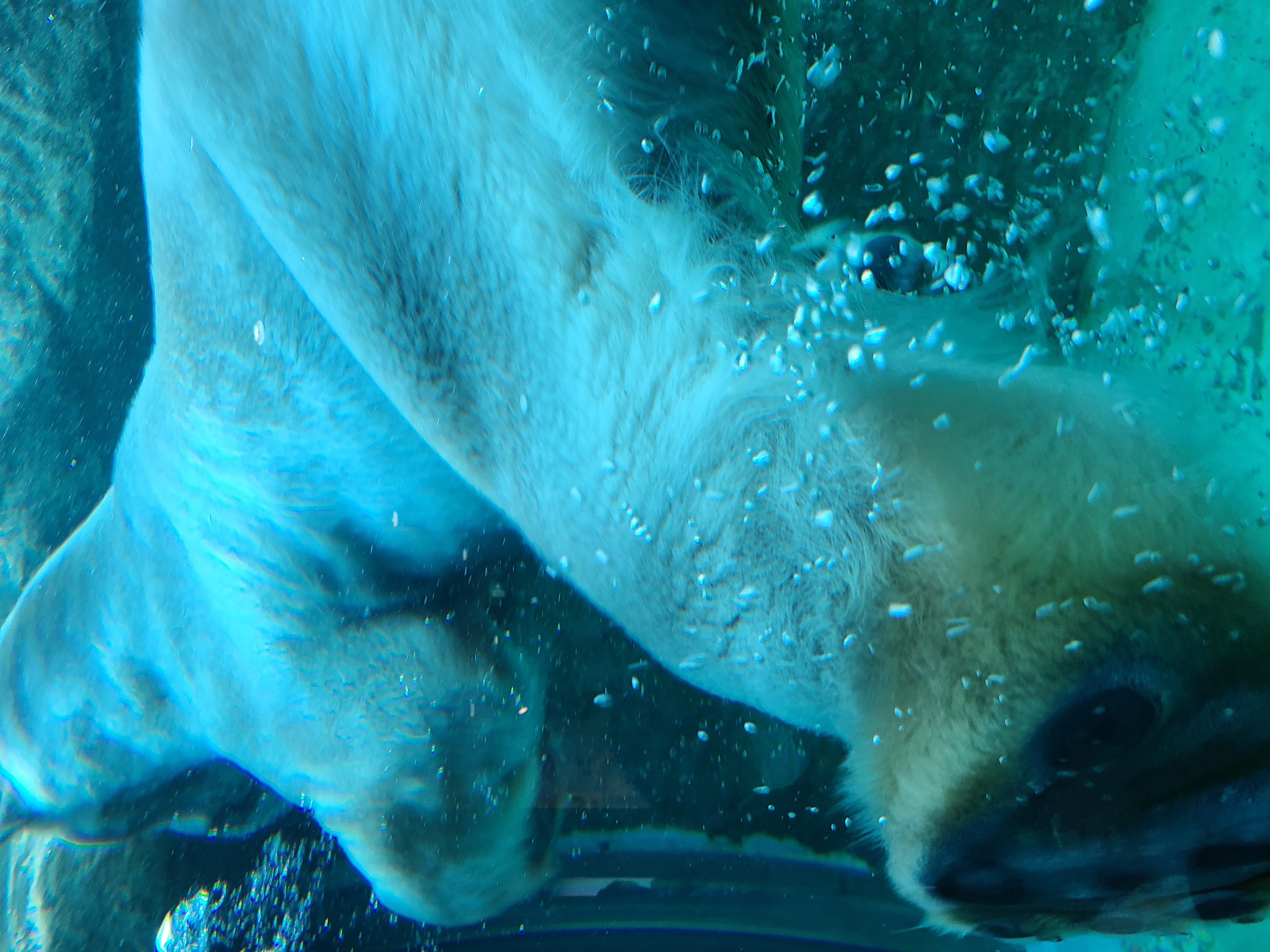 日本平動物園