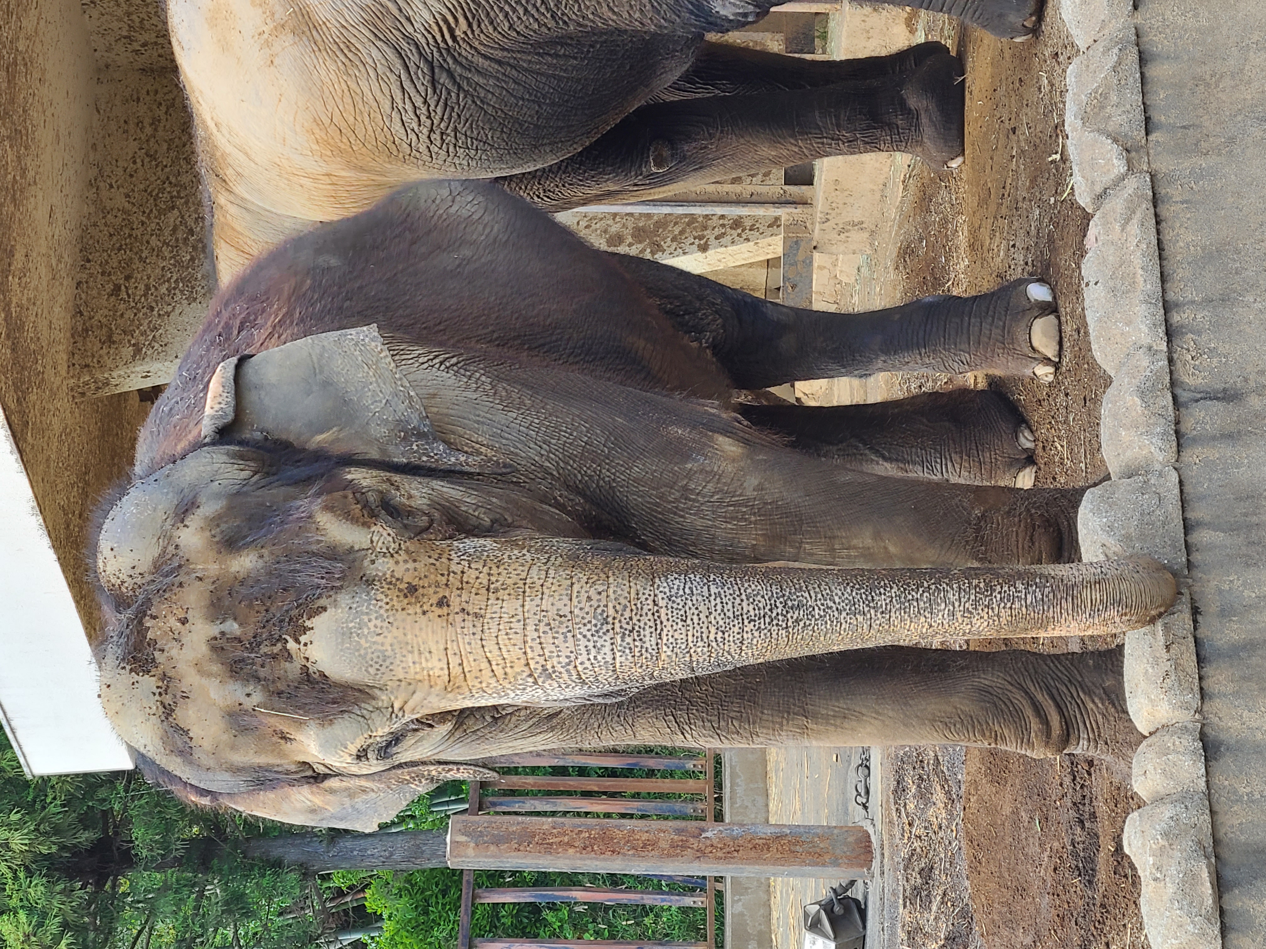 日本平動物園