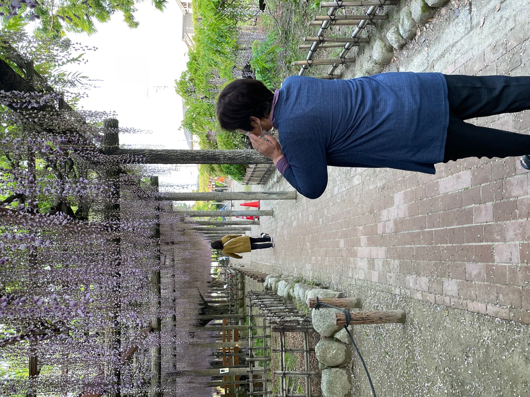 天王川公園の藤