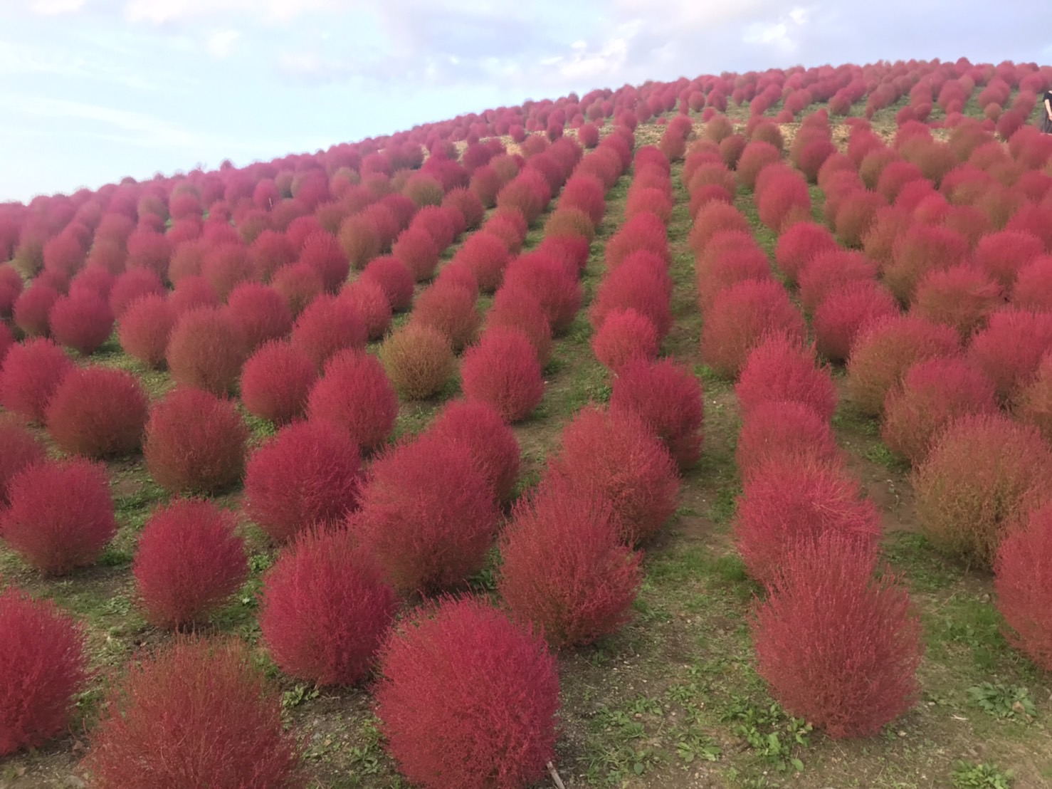 びわこ箱館山コキア