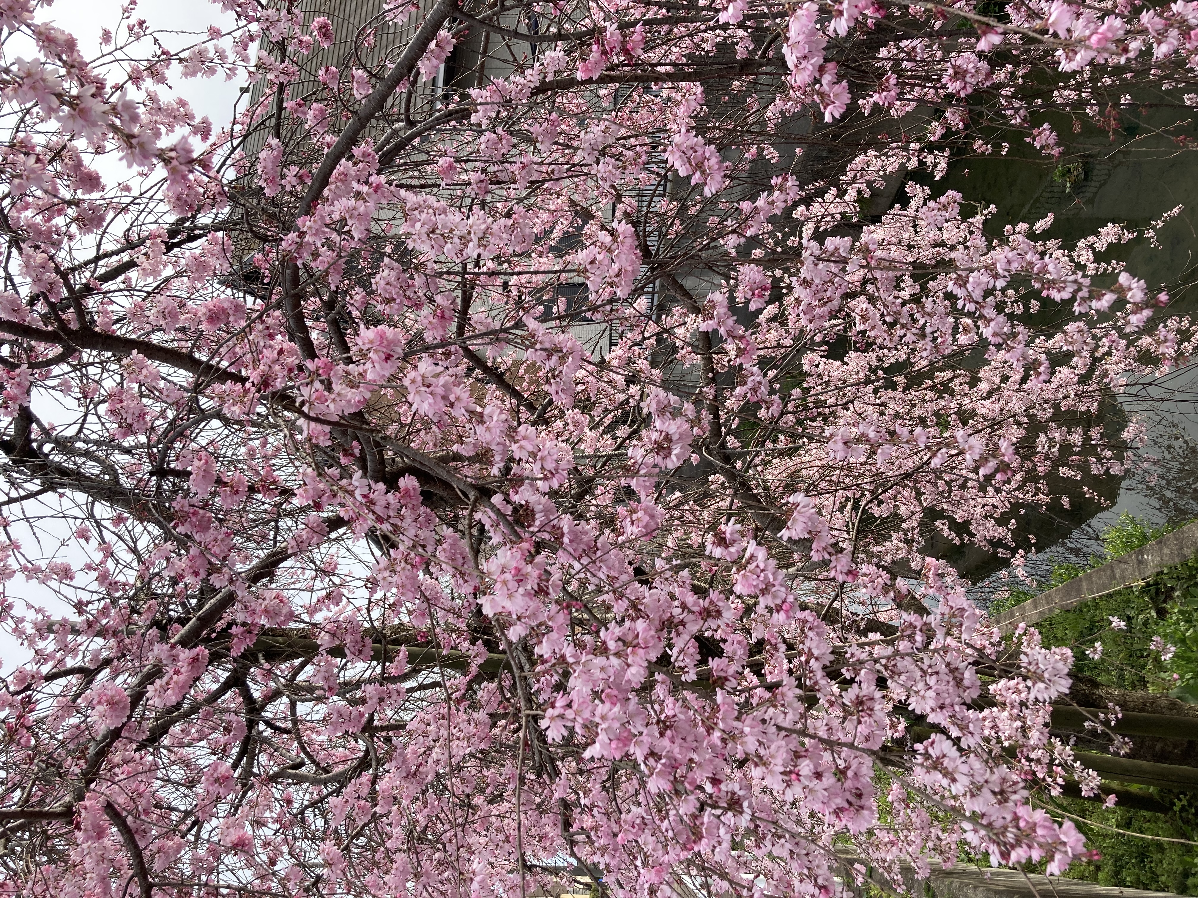 枝垂れ桜