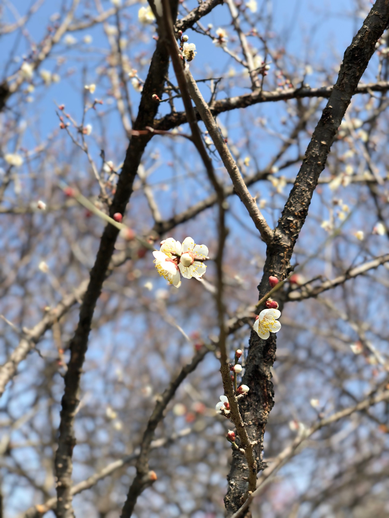 いなべ梅林公園