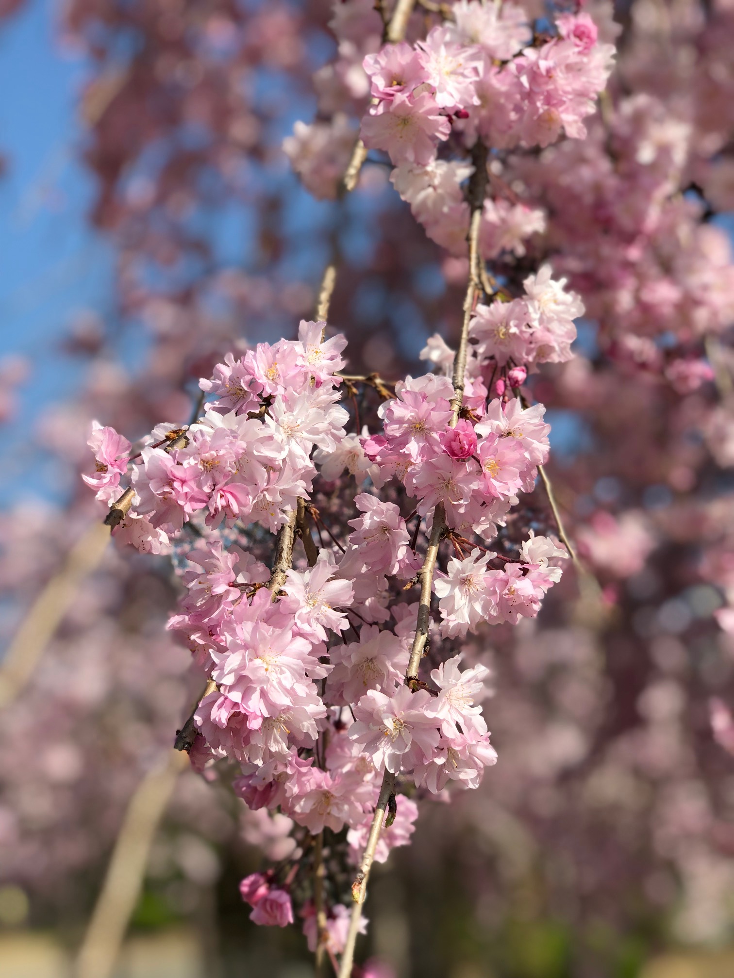 虎渓公園