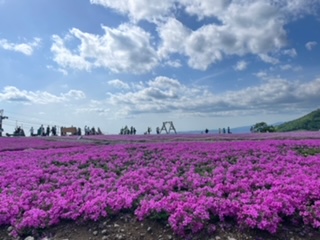 茶臼山高原芝桜祭り