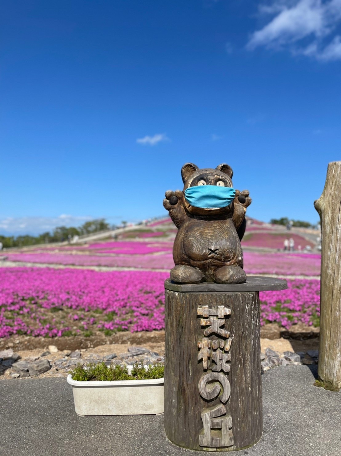 茶臼山高原芝桜祭り