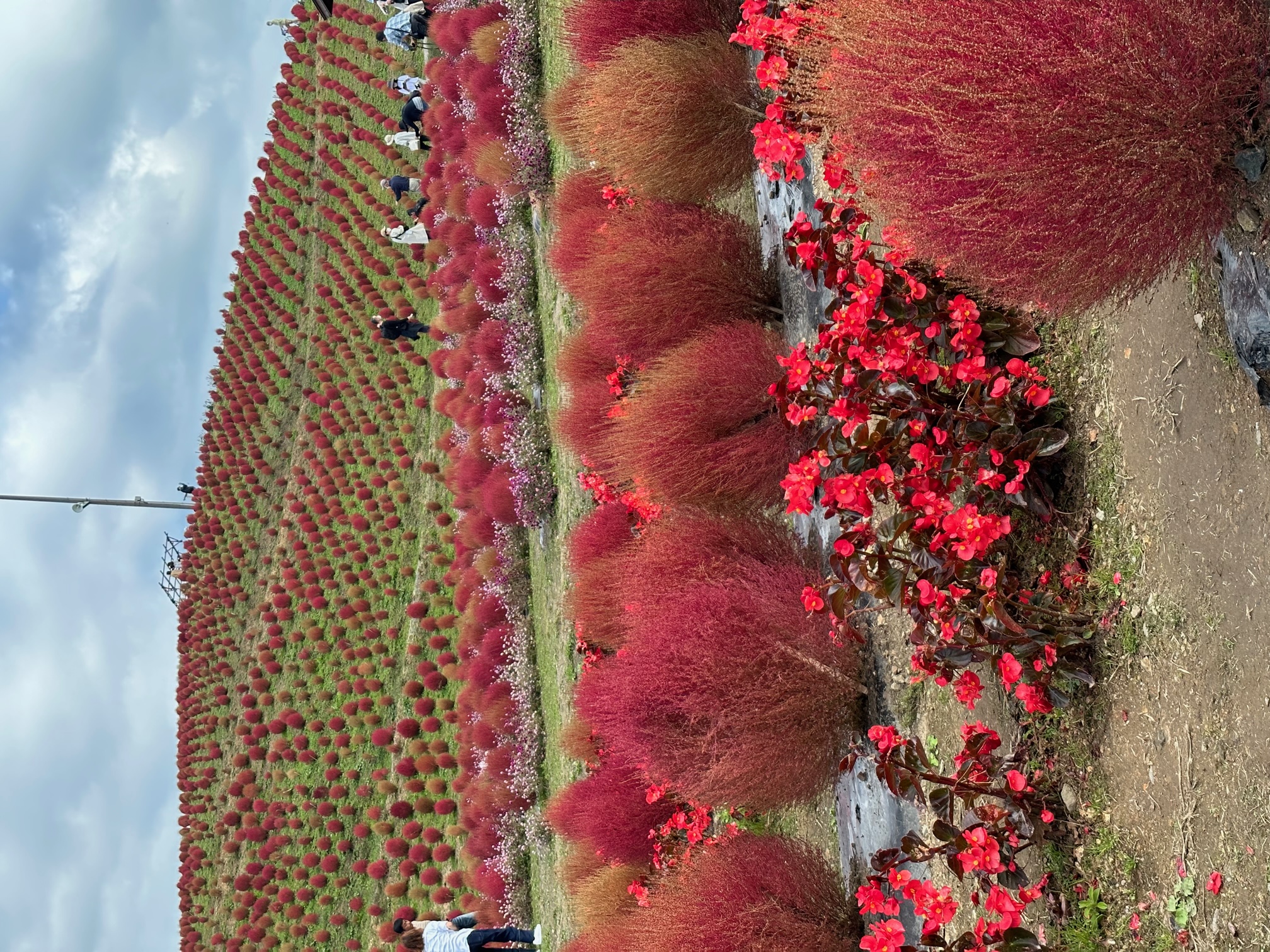 びわこ箱館山